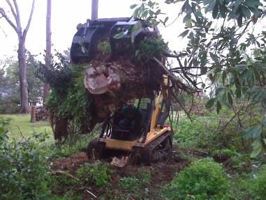 tree cutting services near me