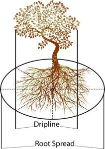 tree experts near me