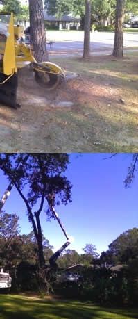tree removal near me