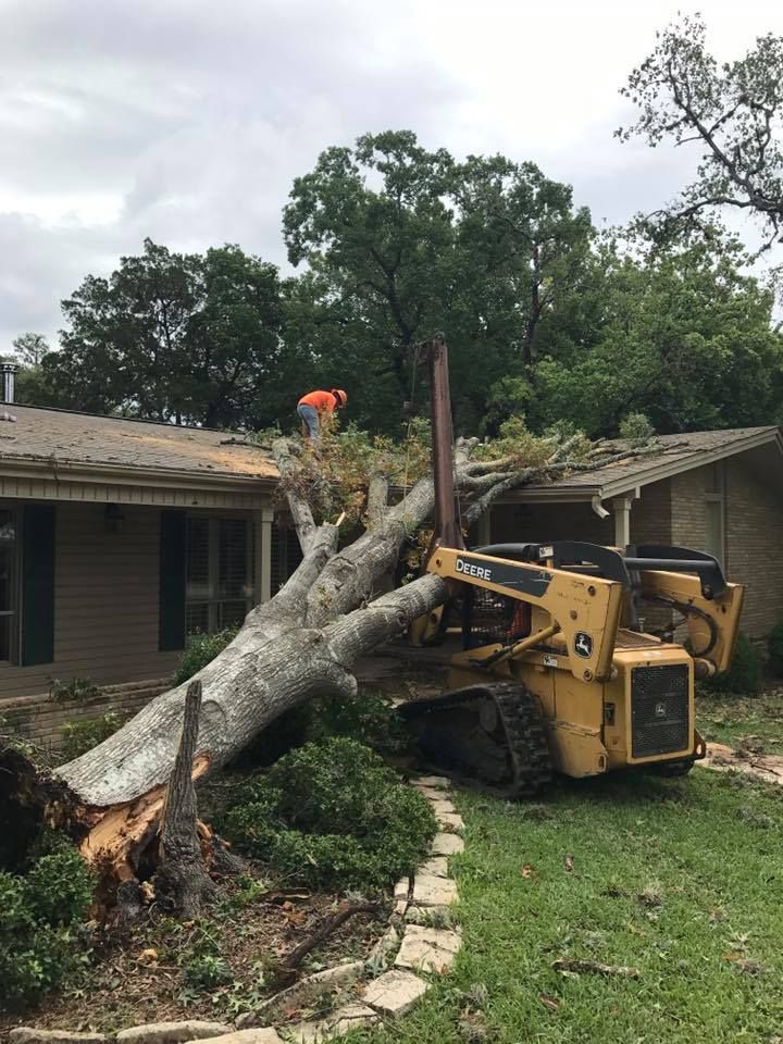tree removers near me