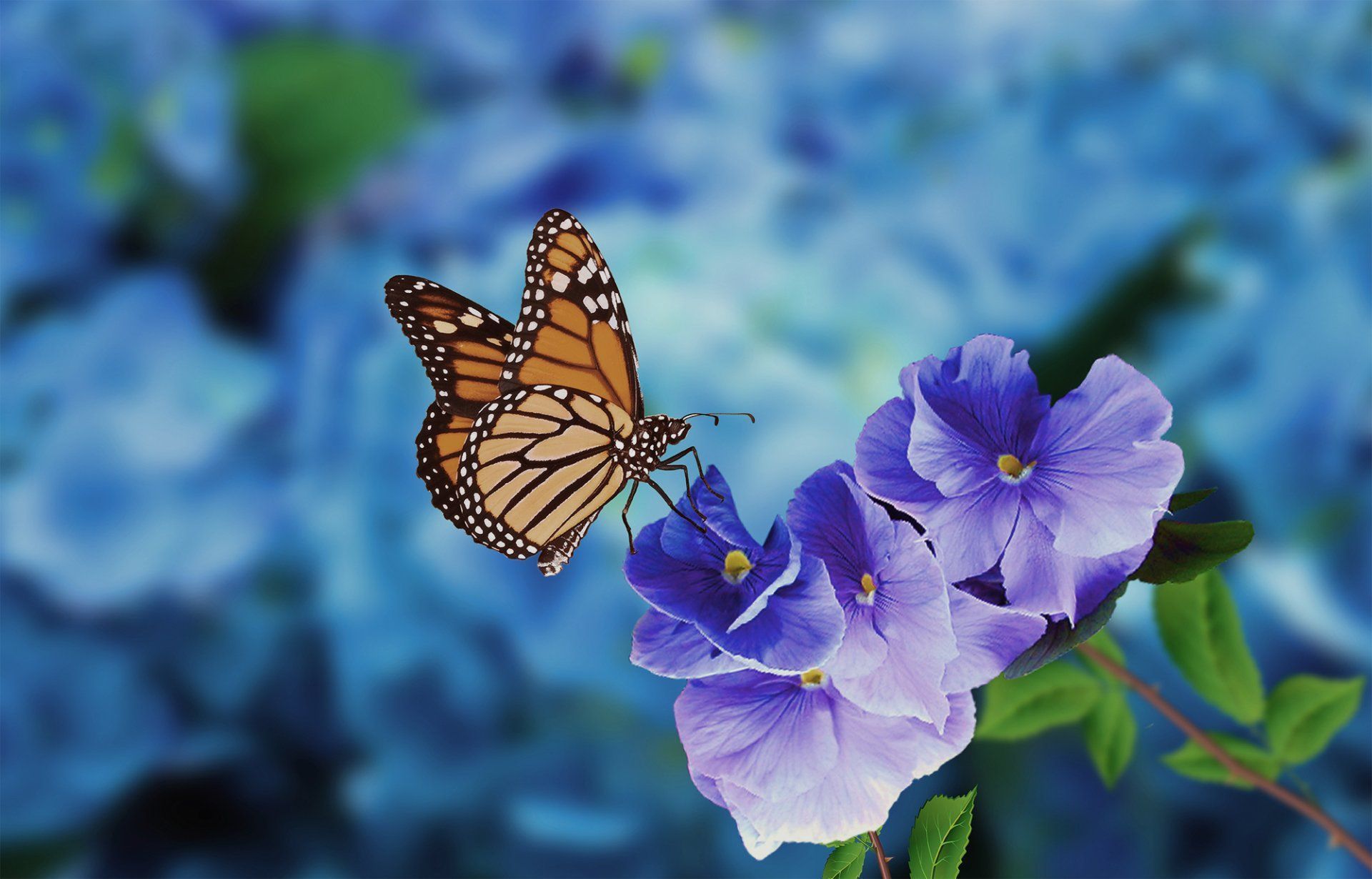 Monarch butterfly on purple flowers against a blue blurred background