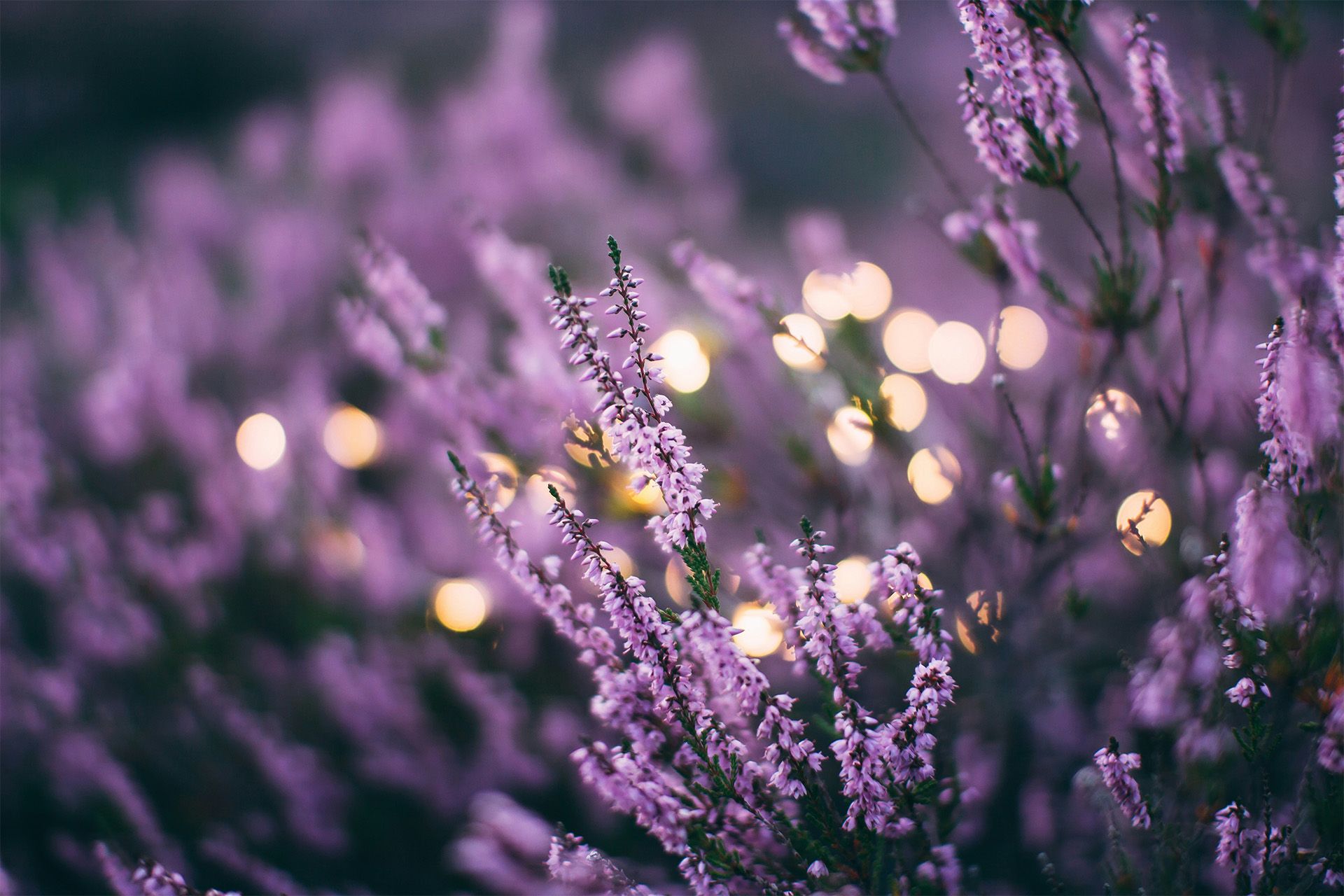 Purple lavender flowers with soft sunlight and blurred bokeh lights in the background