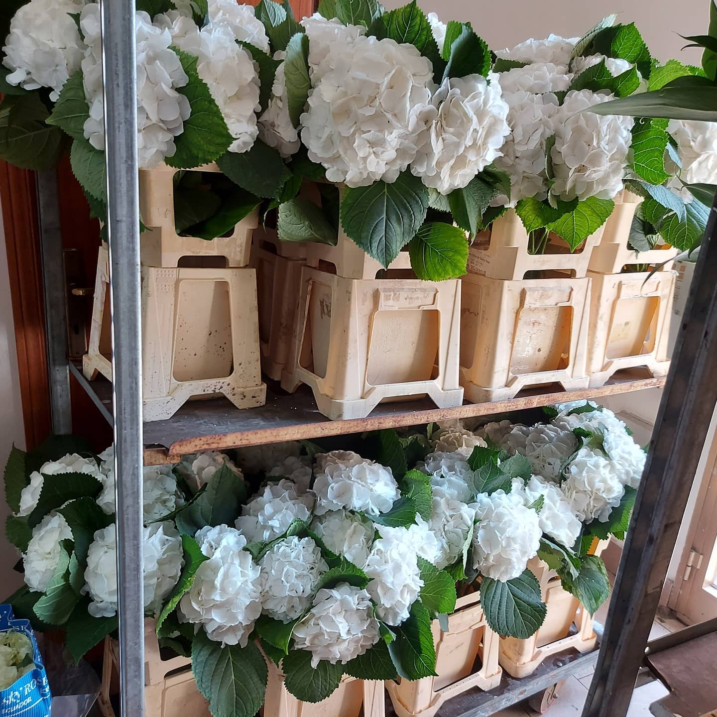 fiori bianchi