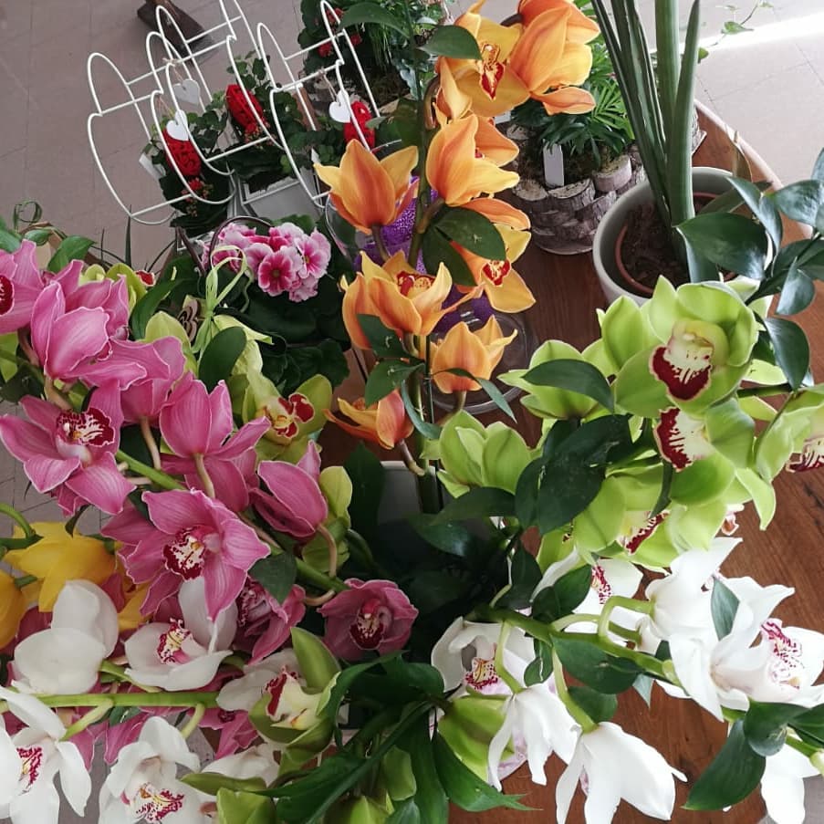 orchidee