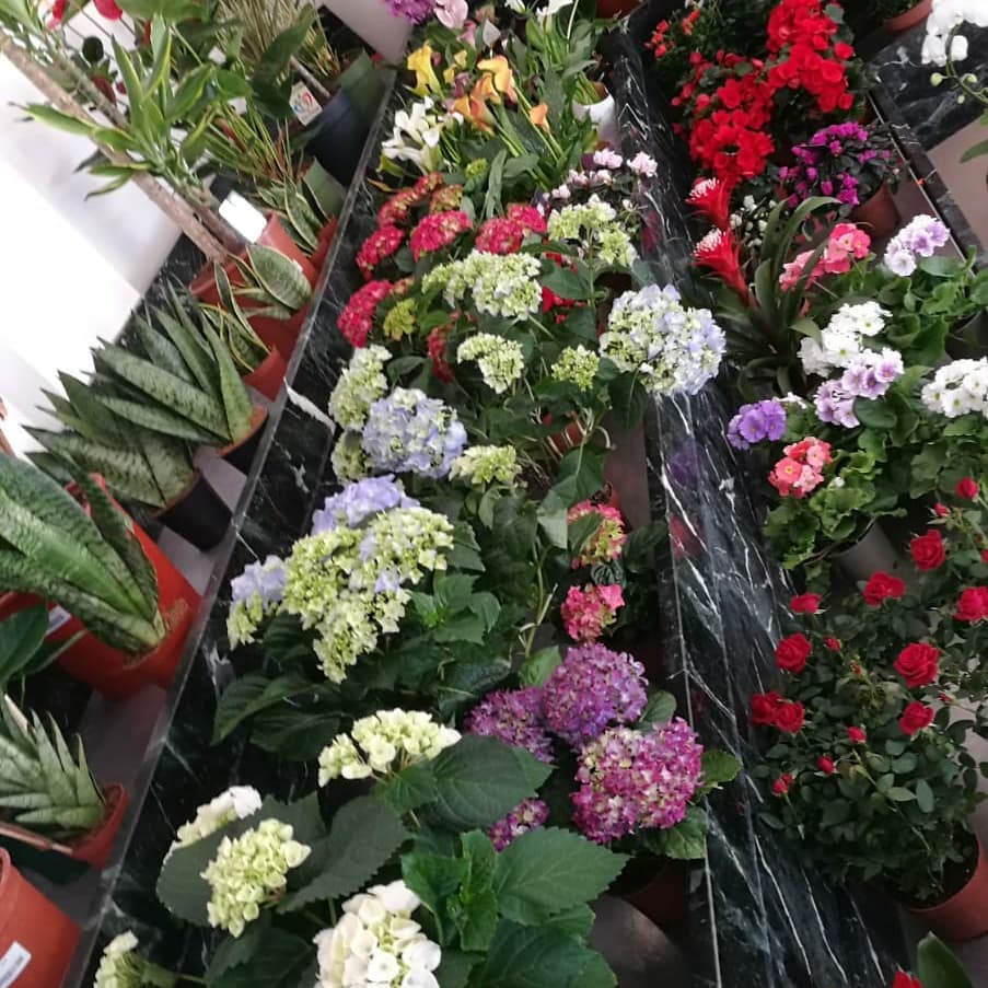 fiori in vendita