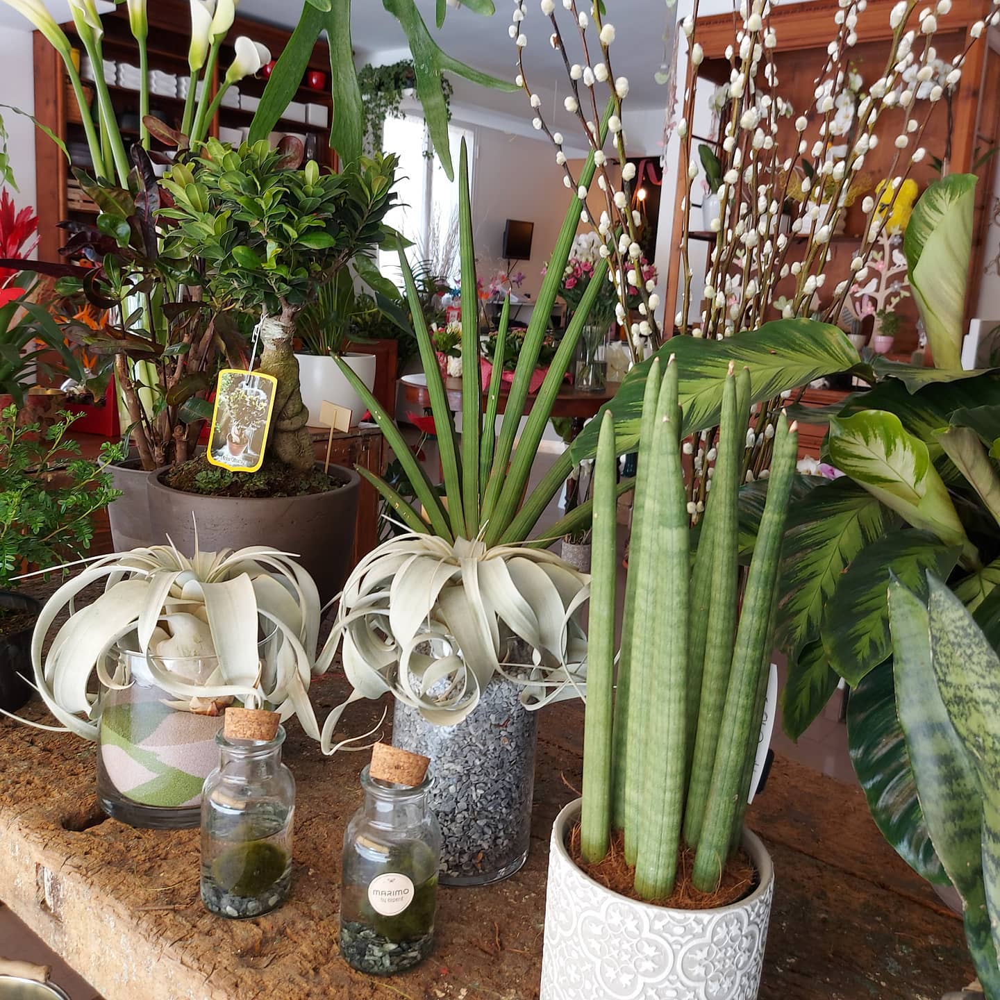 piante grasse