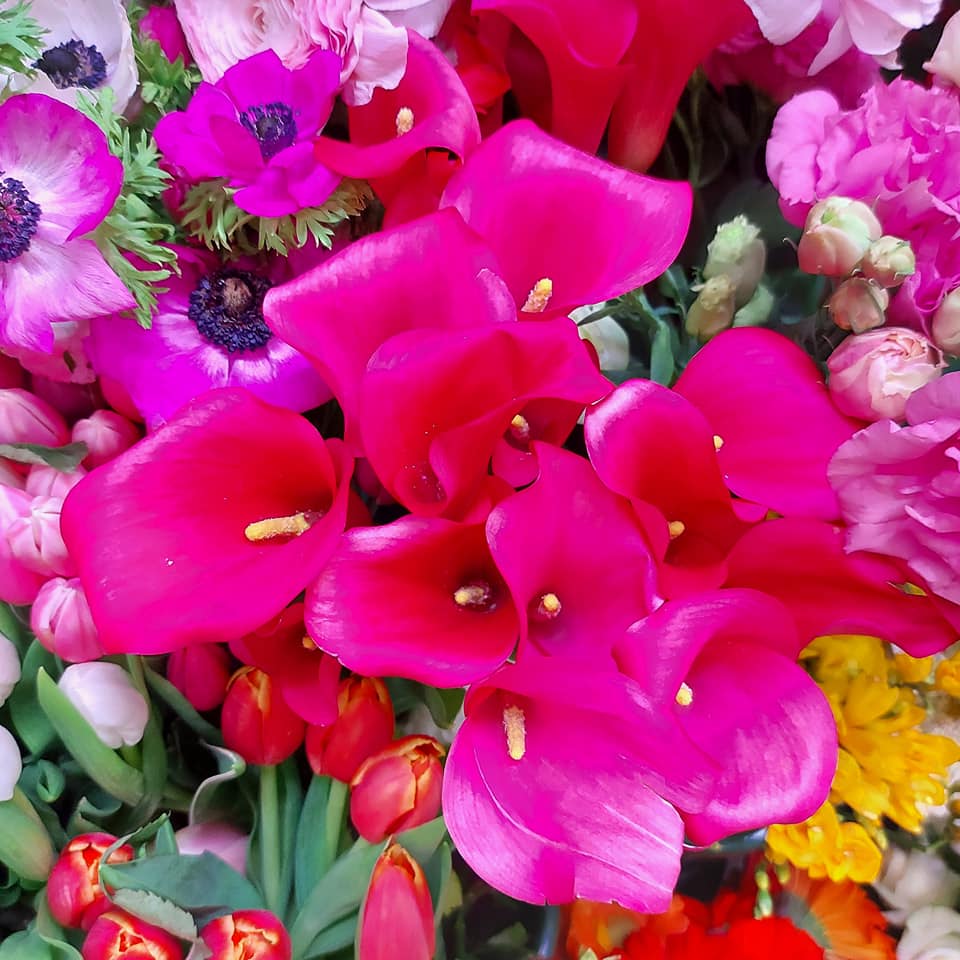 fiori freschi