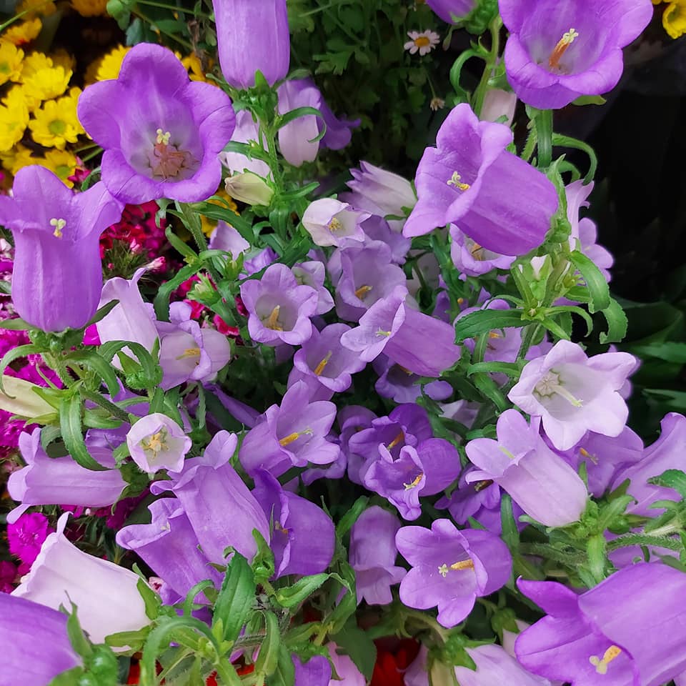 fiori freschi viola