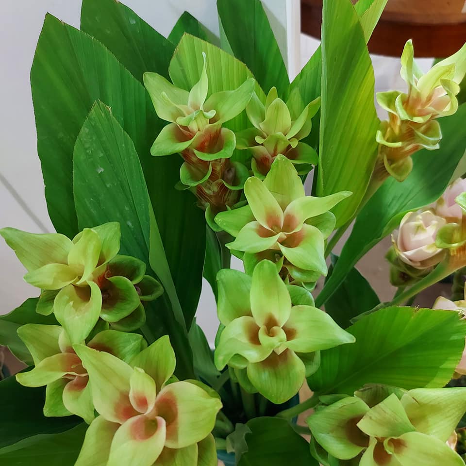 fiori freschi verdi