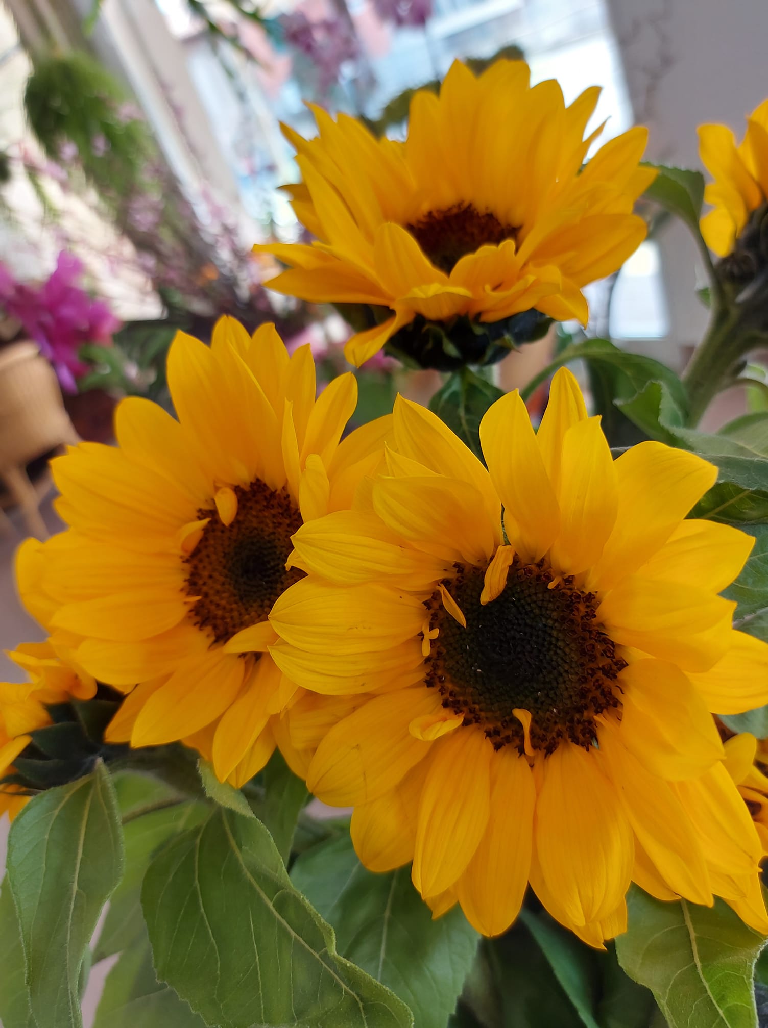 girasoli