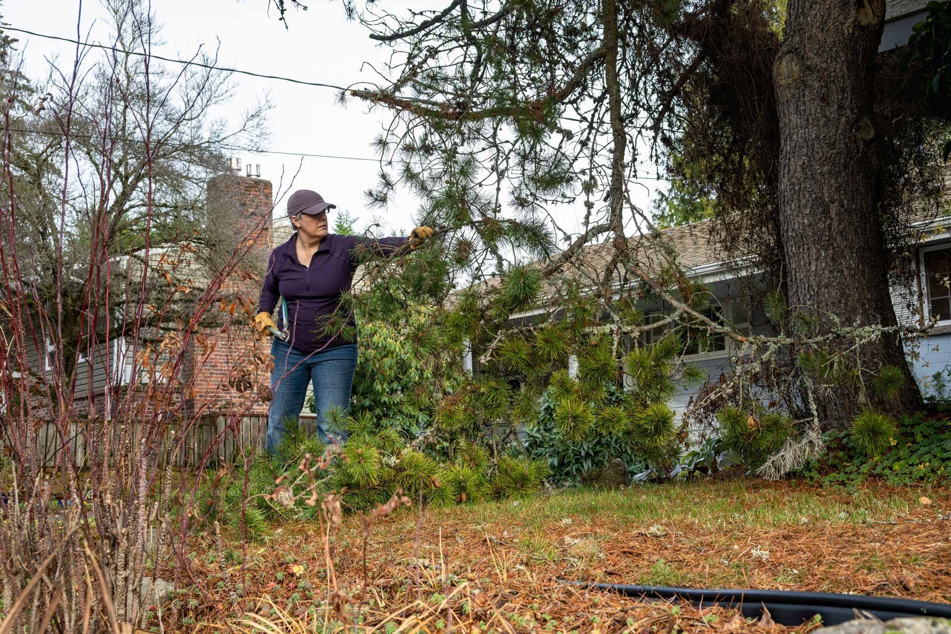 Person standing in a yard near a large tree, holding a tool and working among brush and leaves