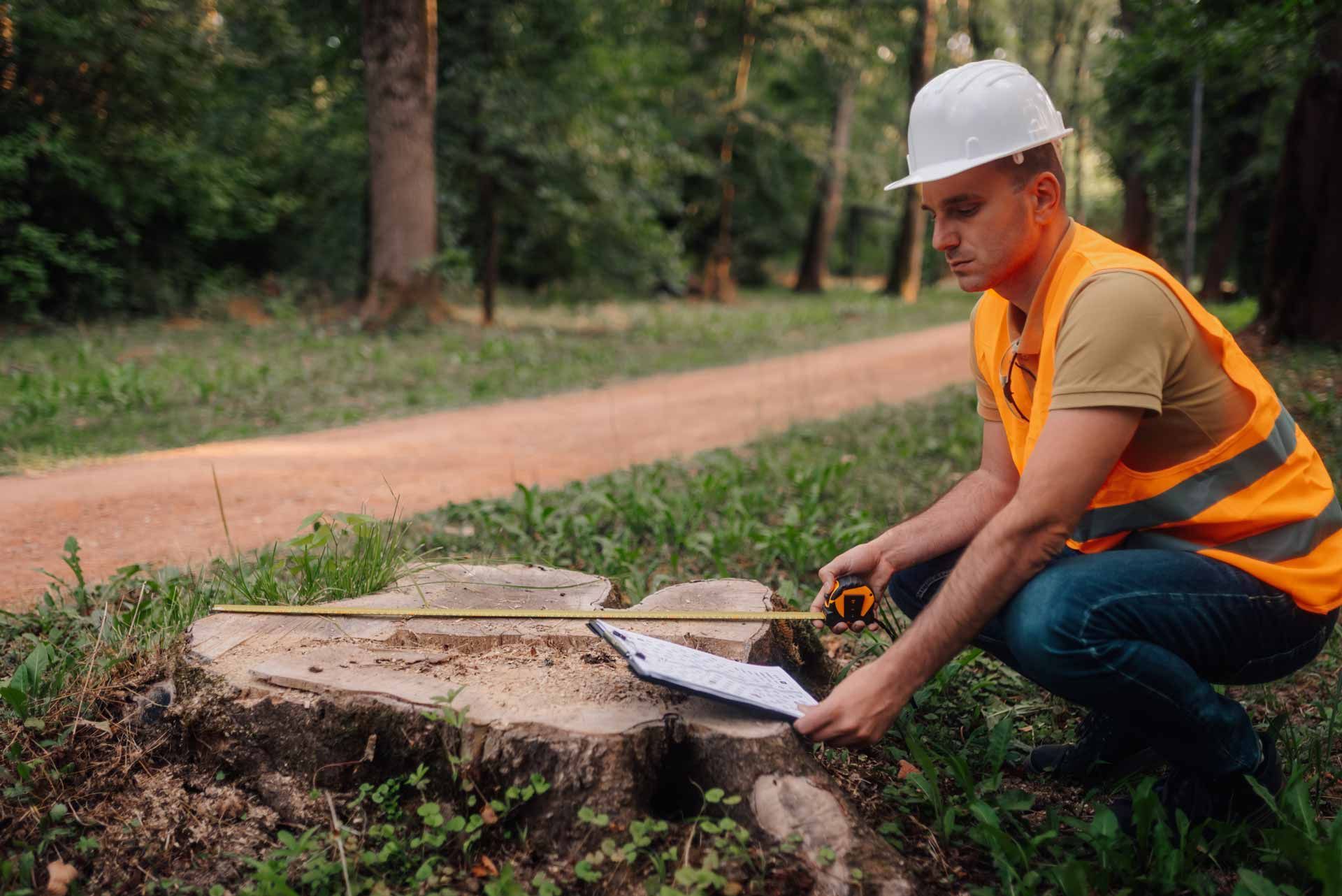 Worker in a hard hat and orange vest measuring a tree stump beside a dirt road in a wooded area