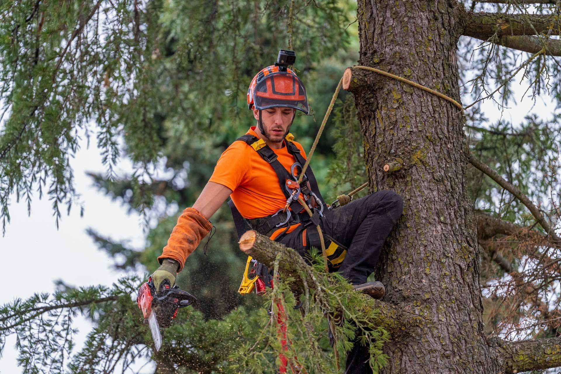 Tree climber in orange gear working on a large pine, secured with ropes and safety harness.