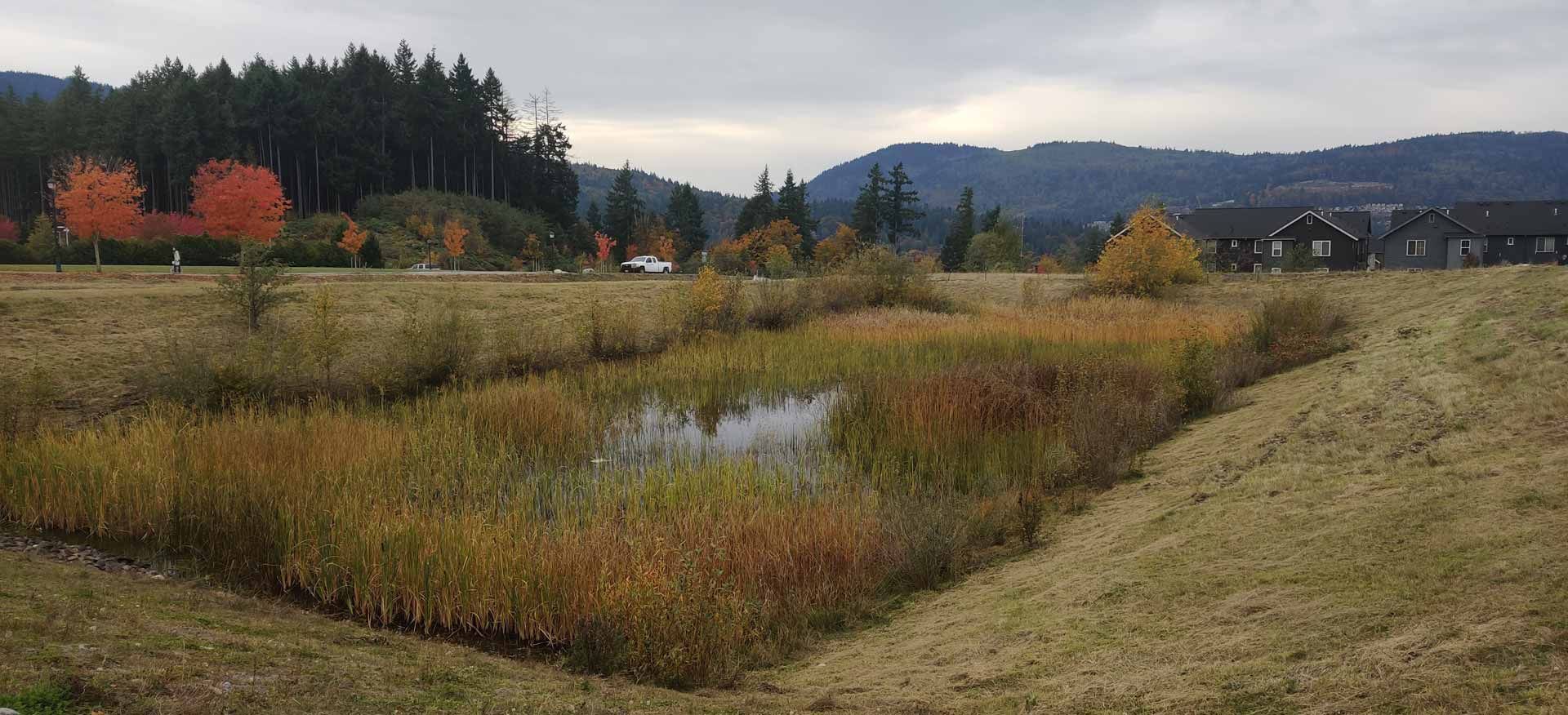 Grassy wetland with reeds and orange shrubs beside a dirt path under cloudy skies