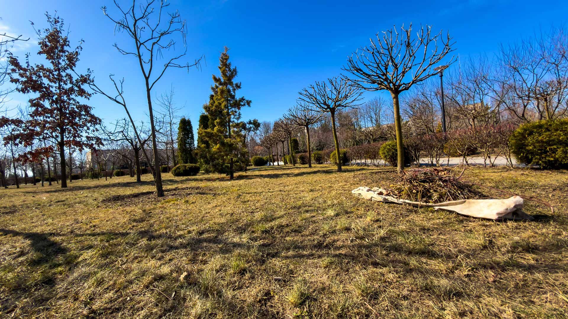 Open grassy field with scattered trees under a clear blue sky, with a fallen log in the foreground