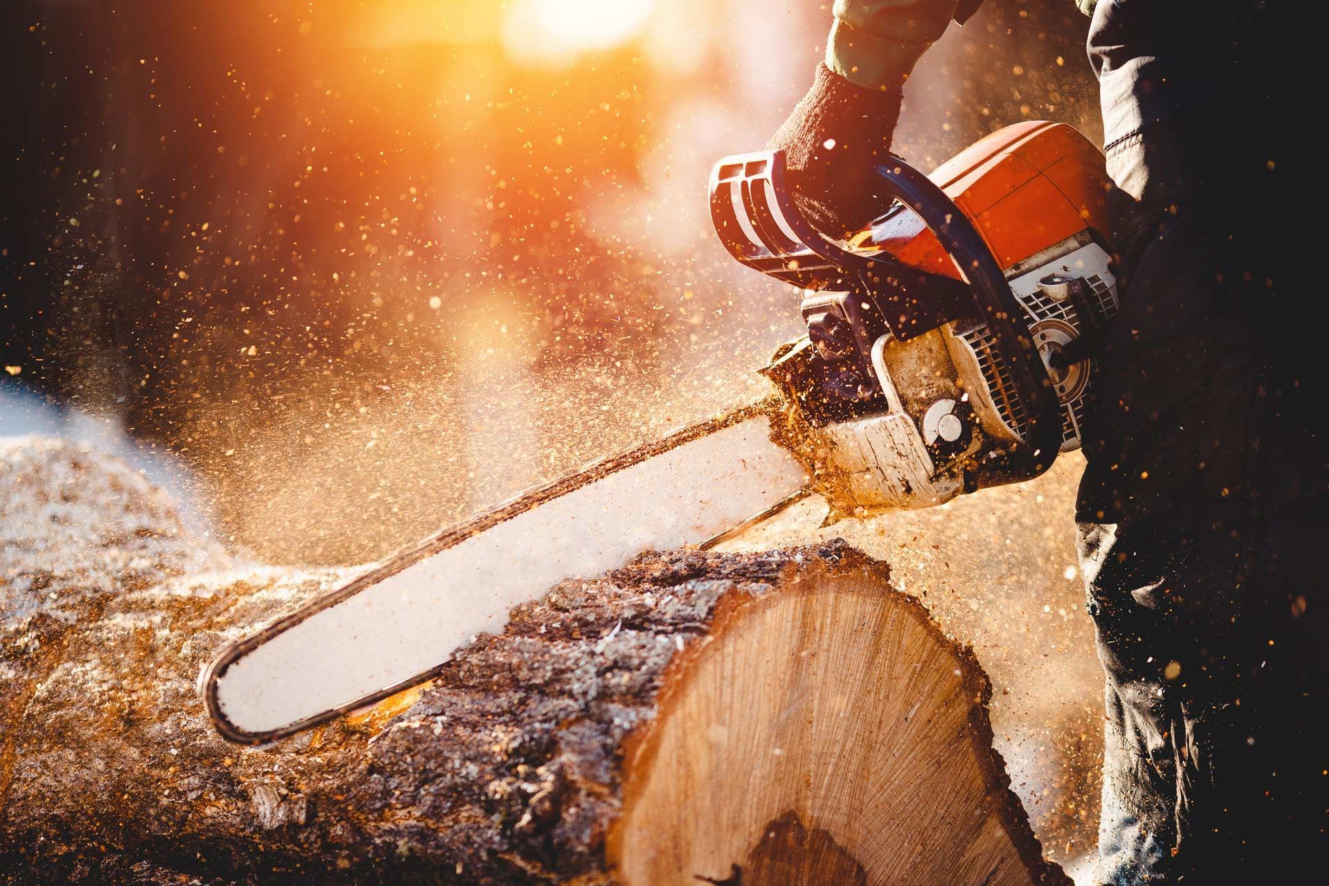 Chainsaw cutting through a log with wood chips flying in warm sunlight