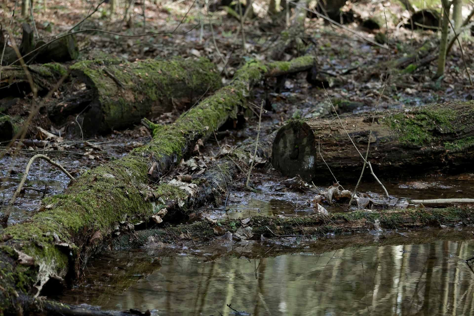 Moss-covered fallen log beside a muddy forest stream with reflective water