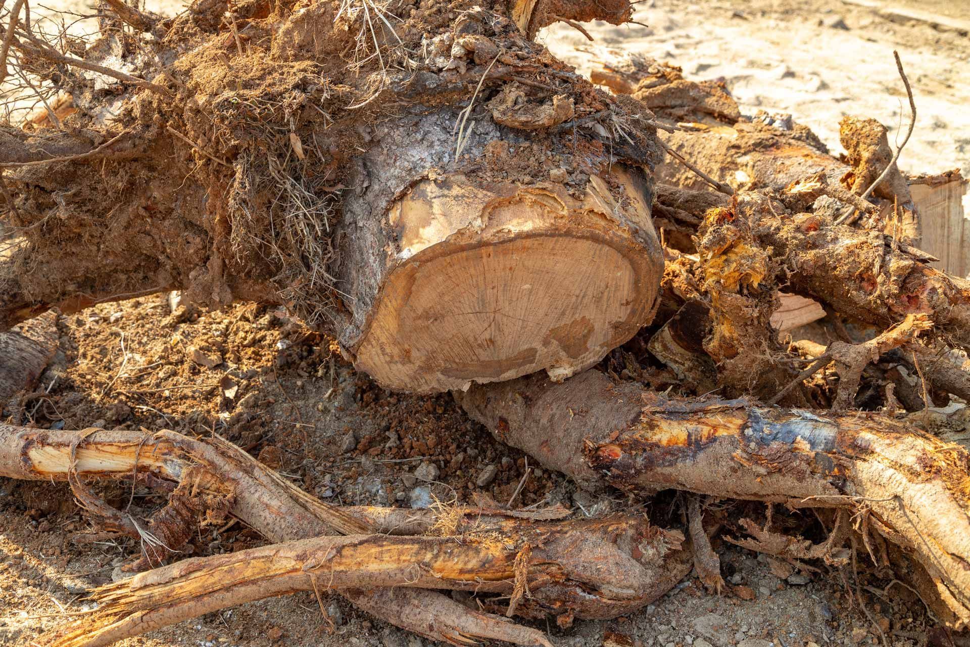 Cut tree stump amid roots and dry leaves on the ground