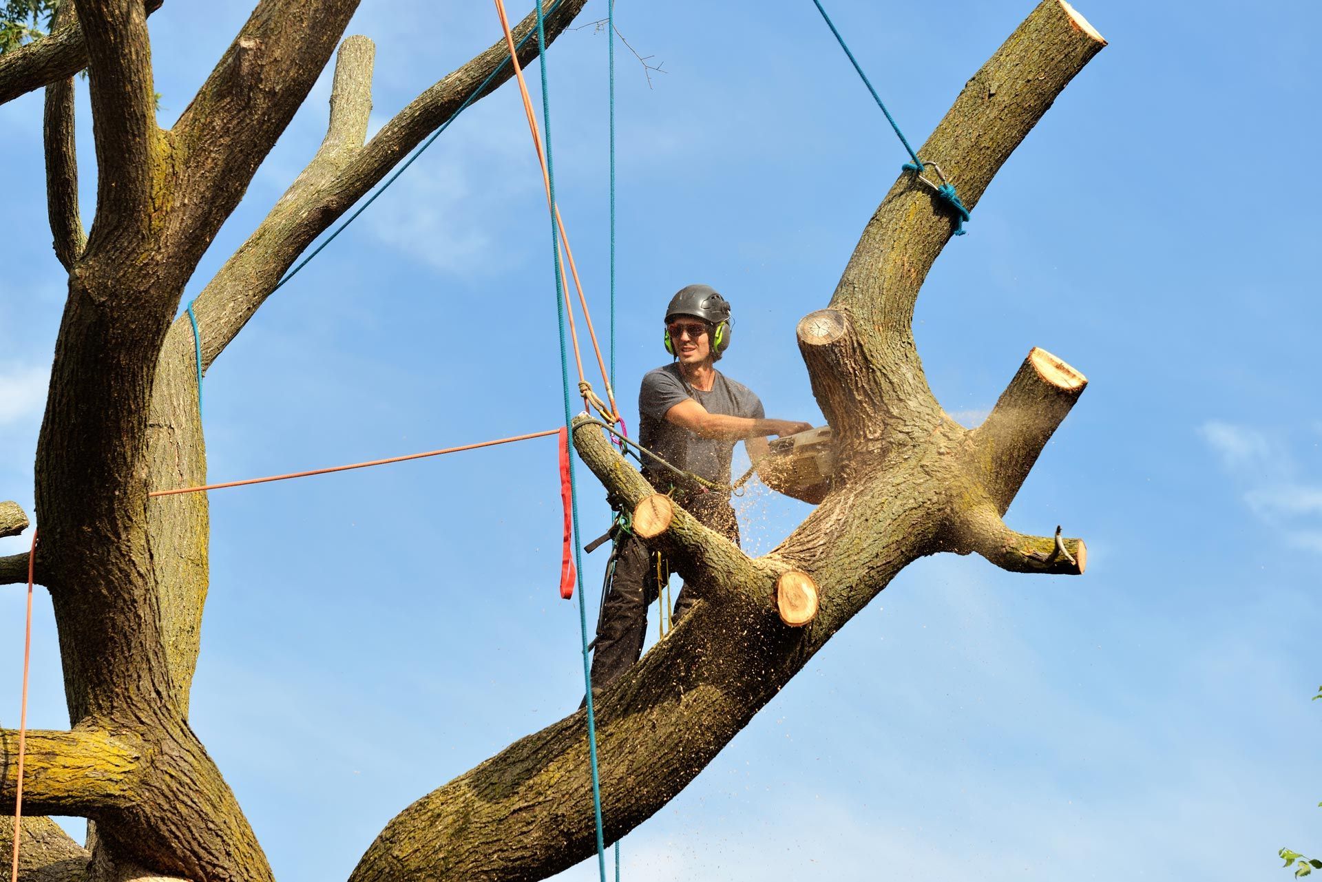 Person in a helmet rappelling from a tree branch against a blue sky