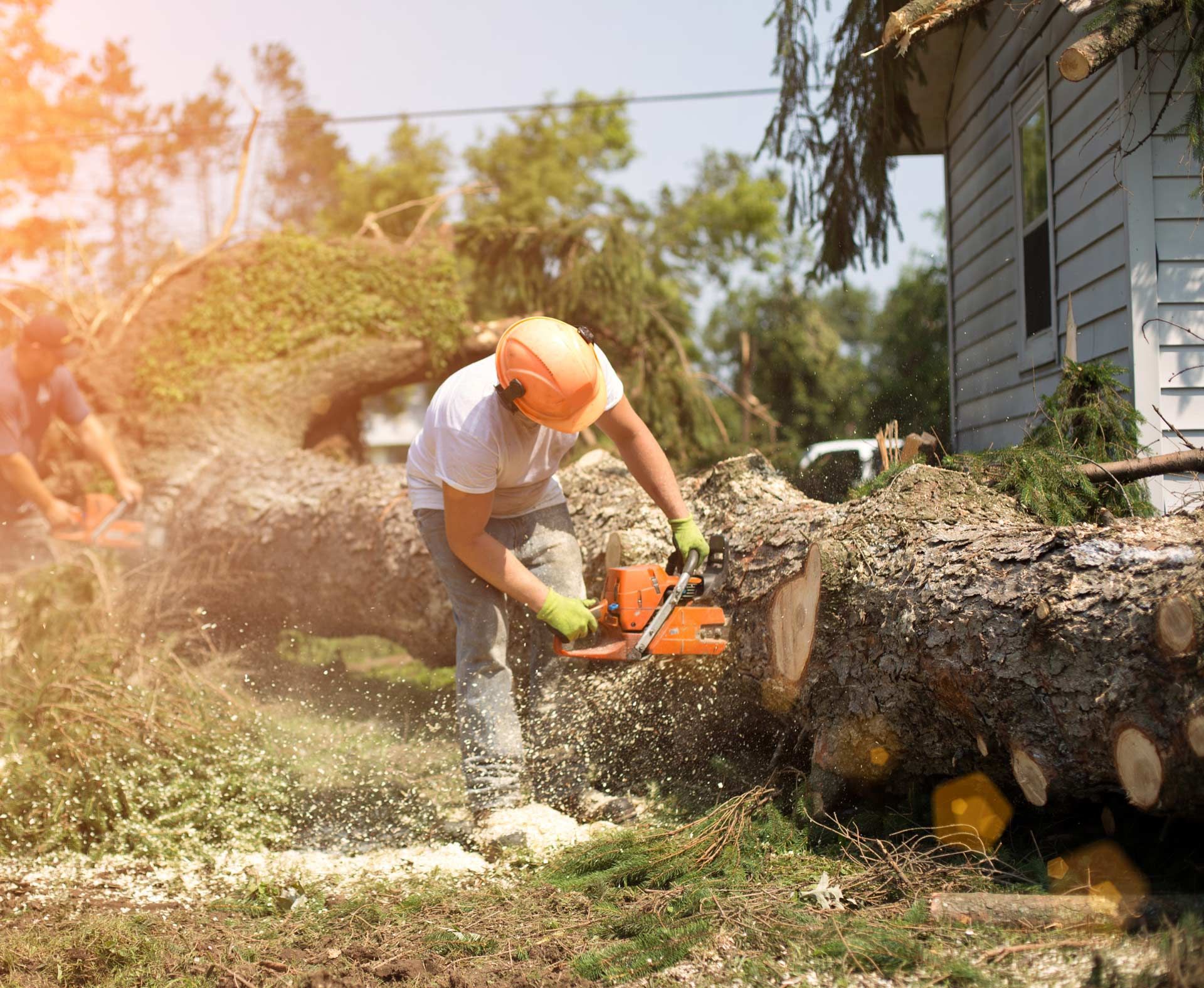 Worker in orange helmet cutting a large fallen tree trunk with a chainsaw beside a house