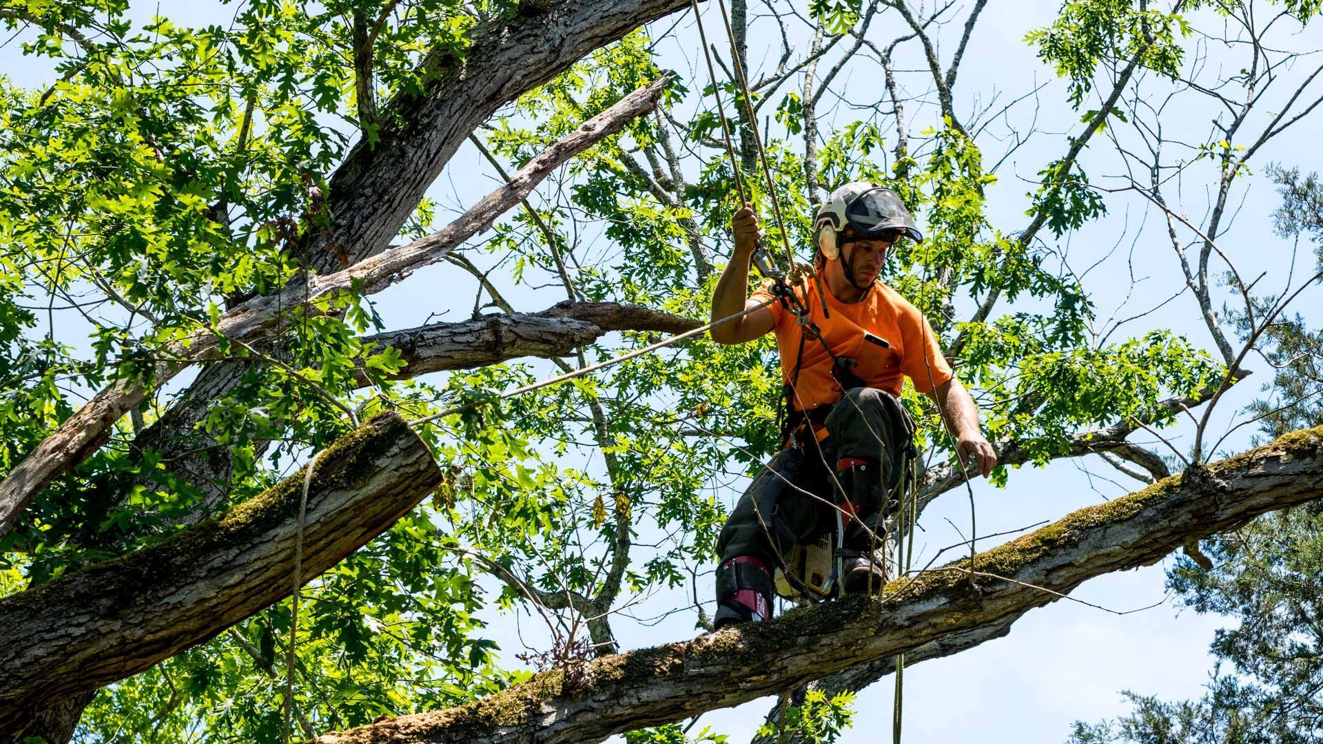 Tree worker in orange gear standing on a large branch amid green leaves