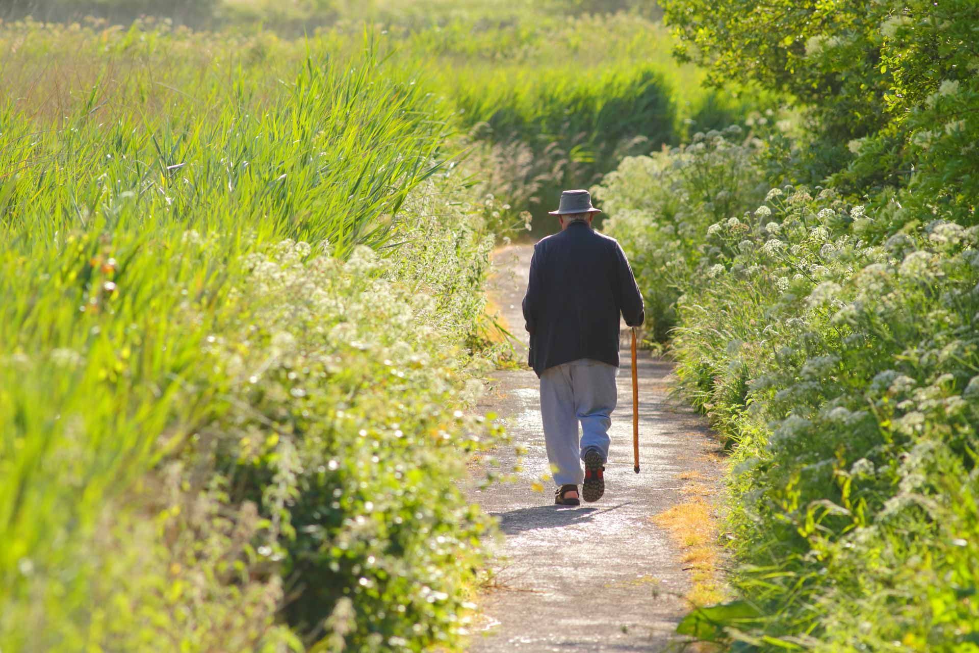 Person walking with a cane on a sunlit path through tall green grass and flowers