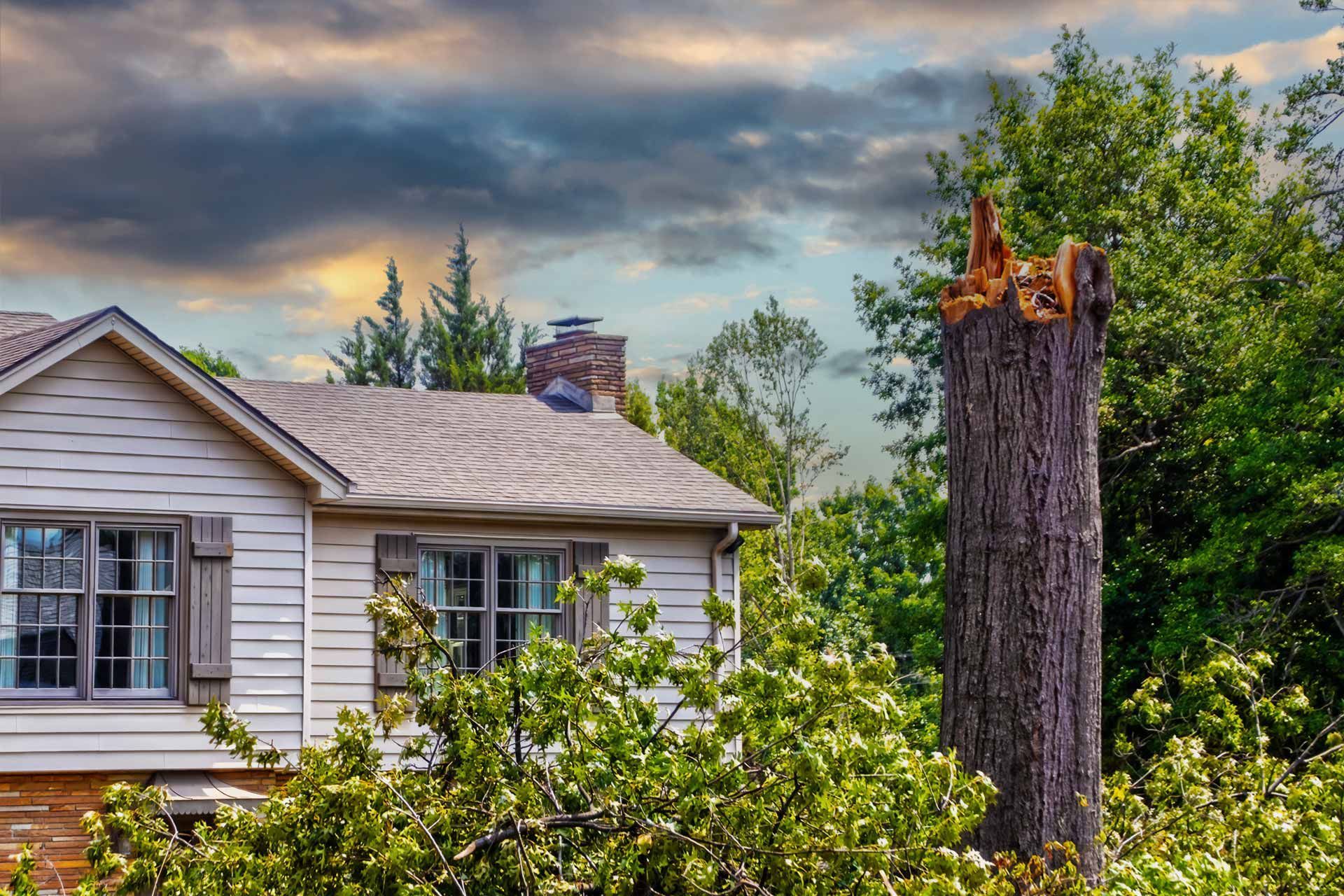 House with white siding and a large tree stump in a lush yard under a cloudy sky