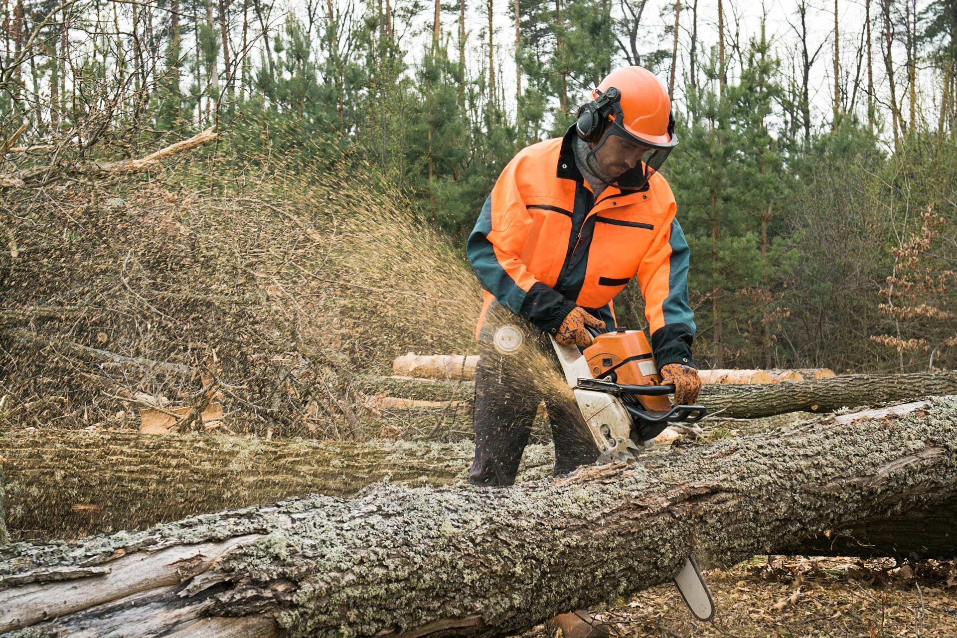 Worker in orange safety gear cutting a fallen tree with a chainsaw in a forest clearing