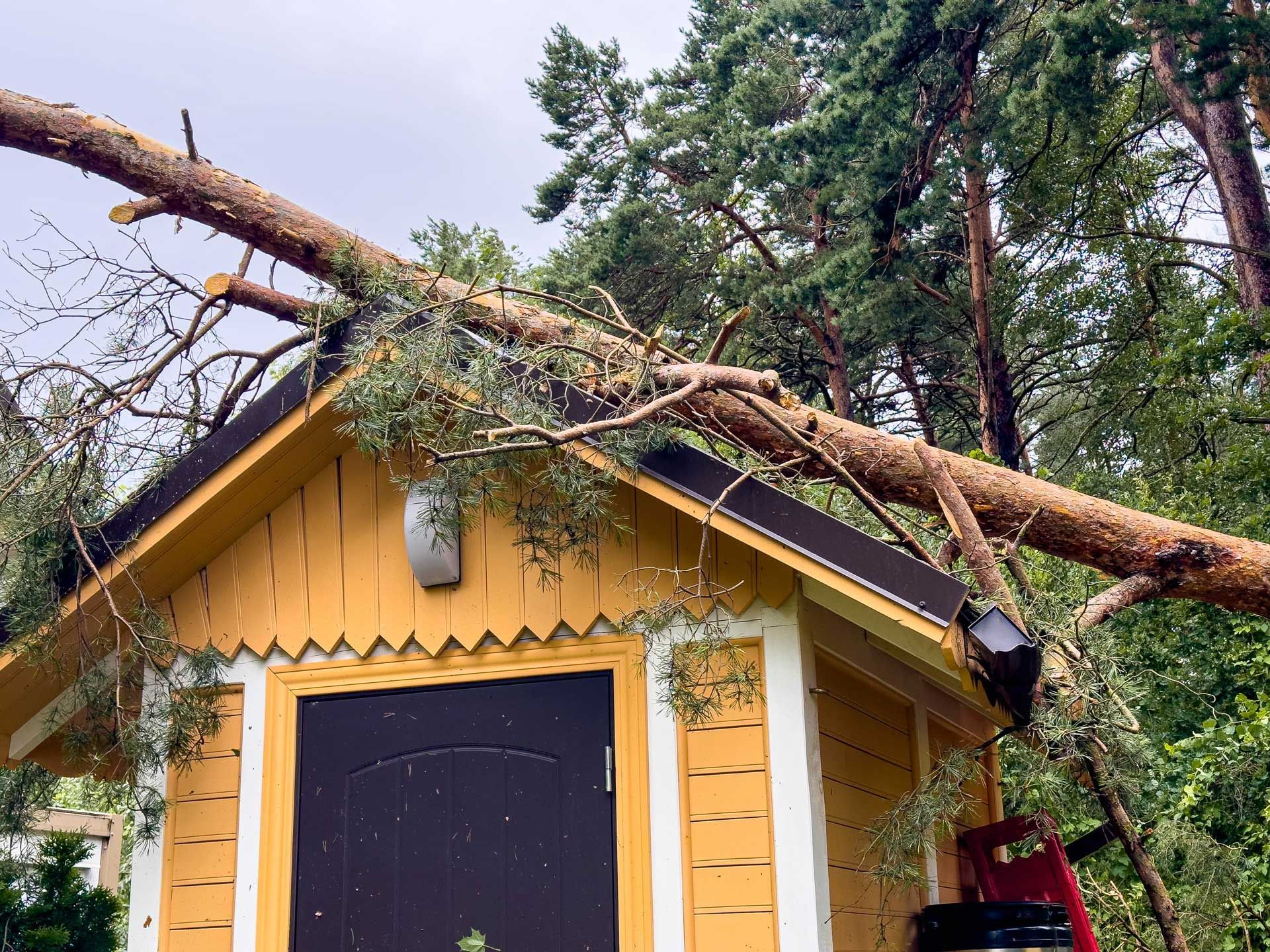 Yellow shed with a fallen tree limb across the roof in a wooded area