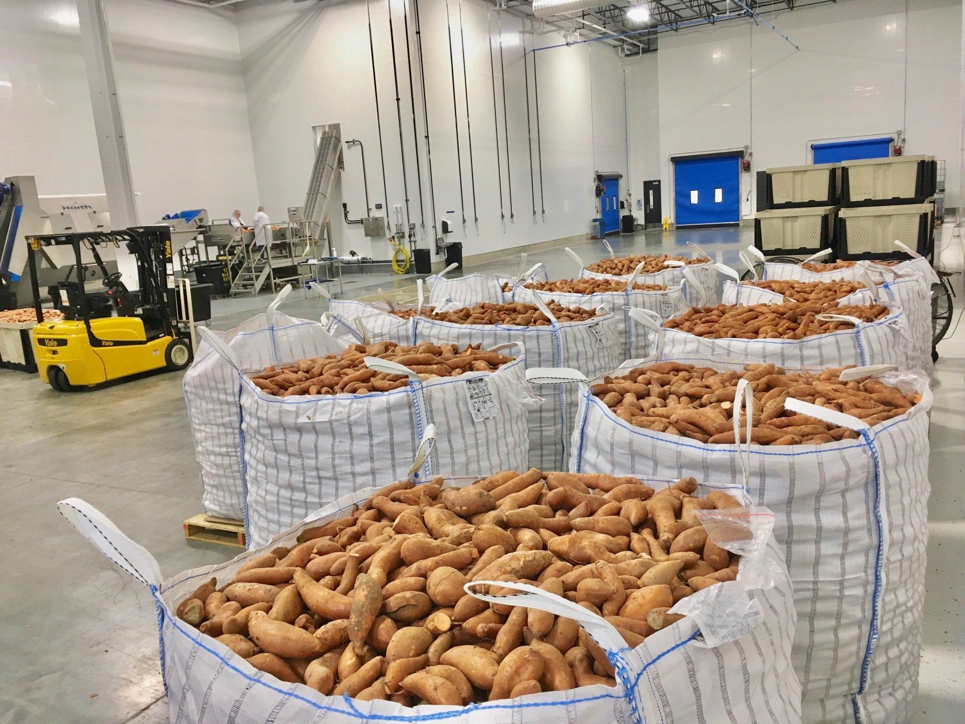 Large bags of sweet potatoes in a processing facility. Yellow forklift in the background.