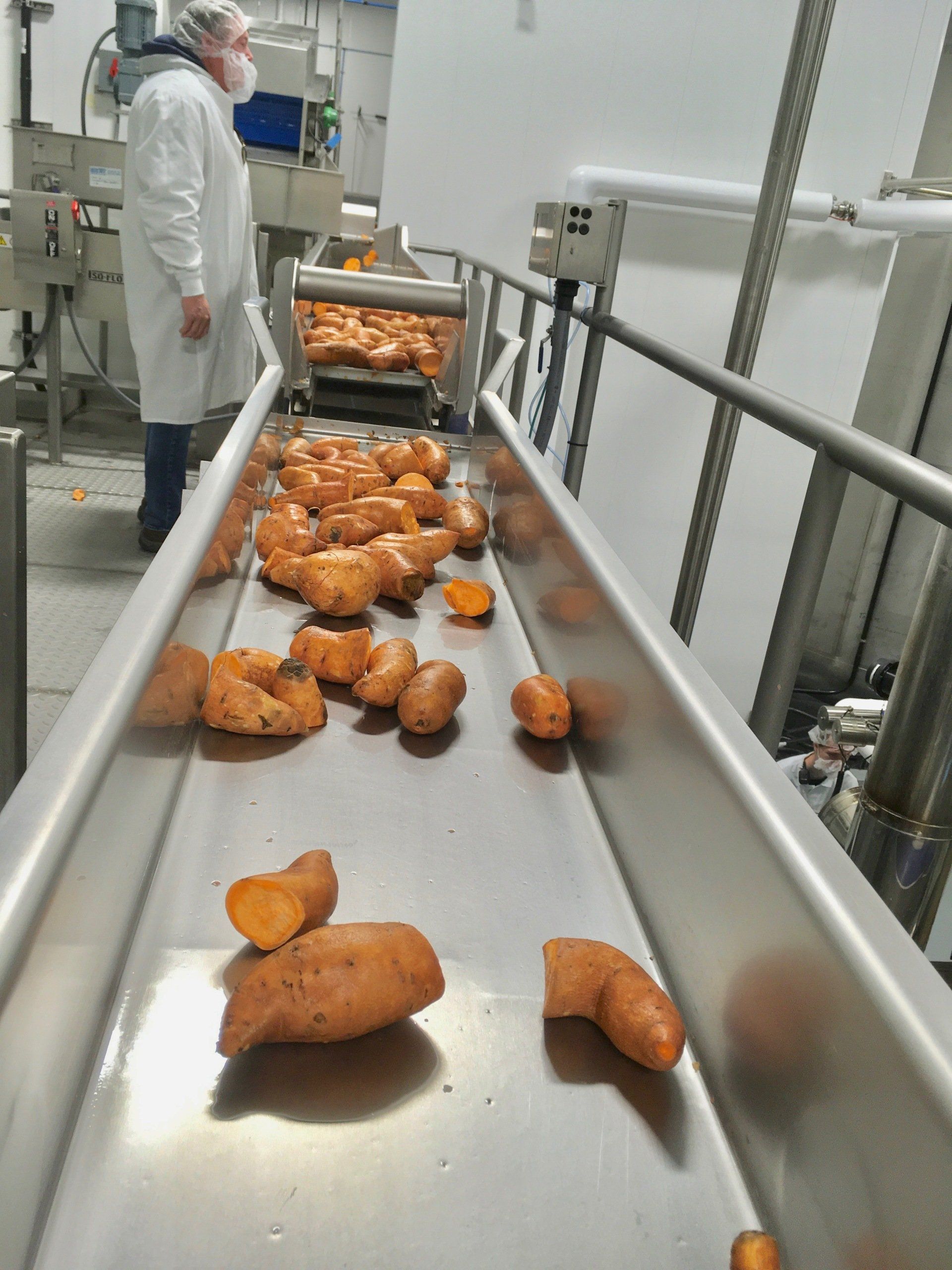 Sweet potatoes on a conveyor belt in a processing facility, with a person in a lab coat observing.