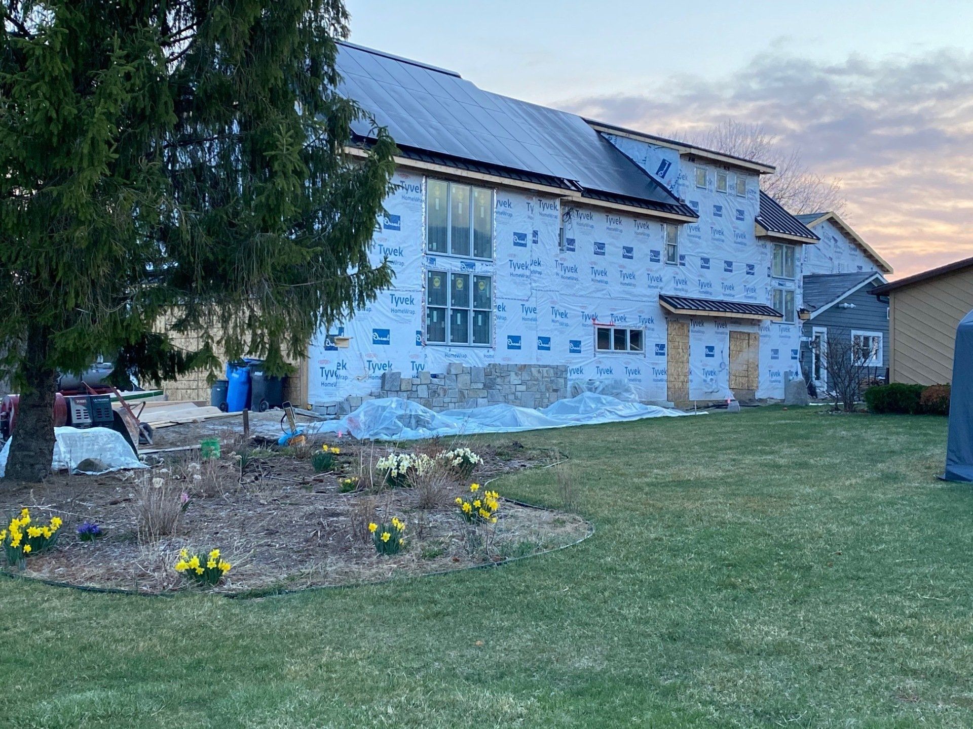 House under construction, covered in blue wrap, with a metal roof. A front yard with daffodils in bloom.