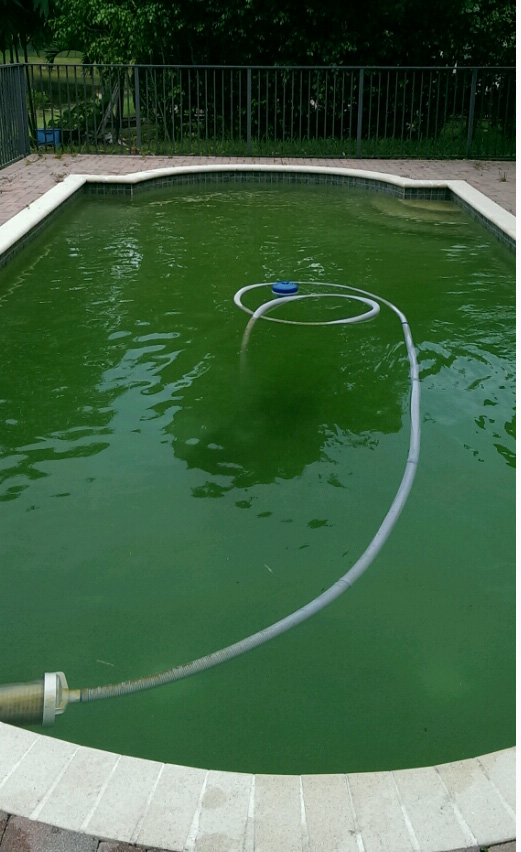 A bright green, algae-filled rectangular swimming pool with a cleaning hose and vacuum head submerged in the water.