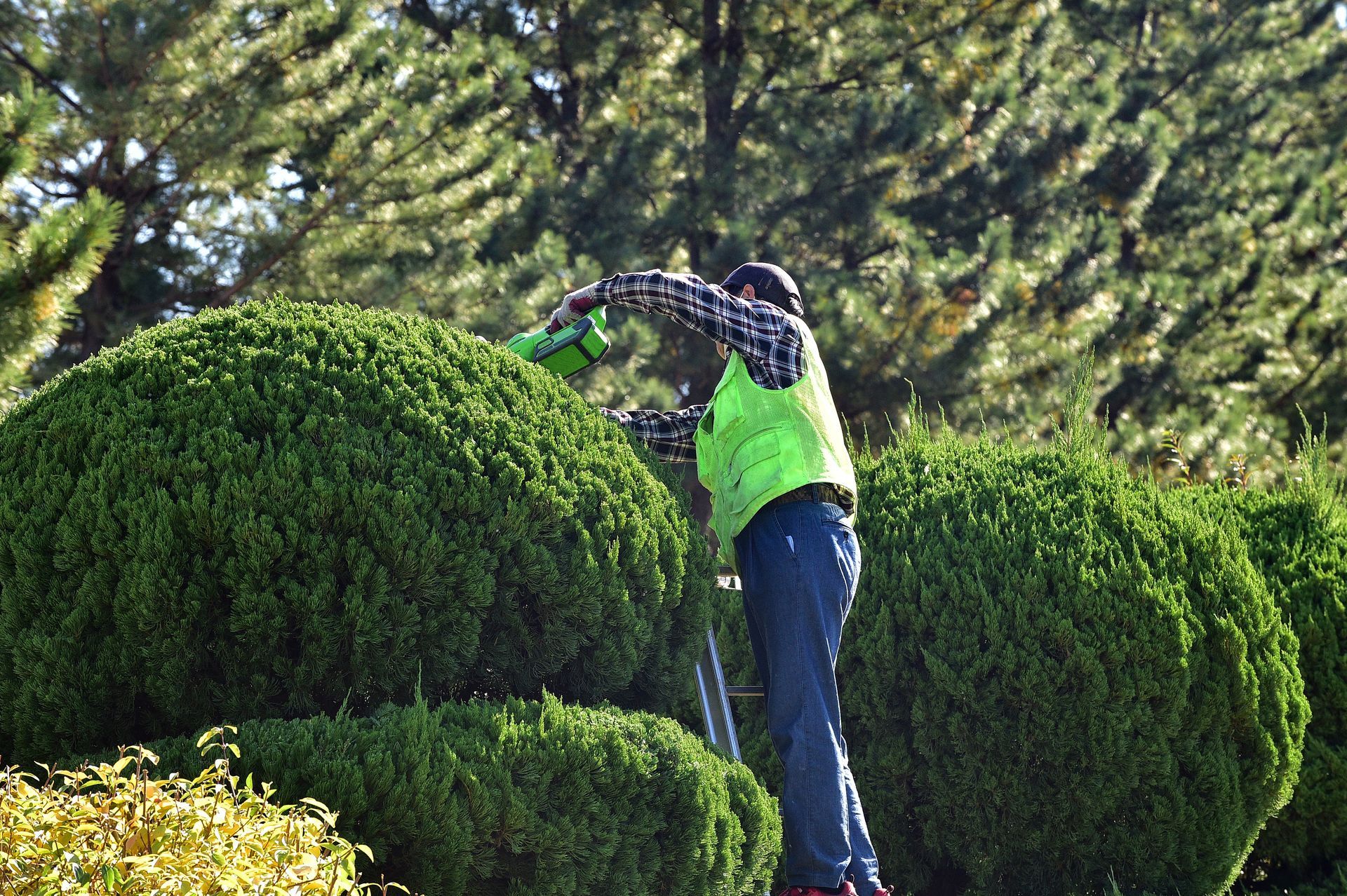 Landscaper pruning an ornamental shrub branch in Colorado Springs yard.