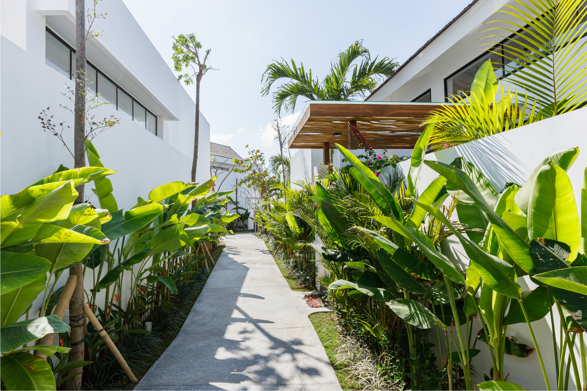 Tropical garden walkway beside modern white buildings with lush green plants and a wooden pergola