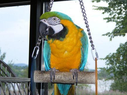 wild bird
