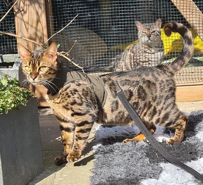 cattery one in a million- nienna