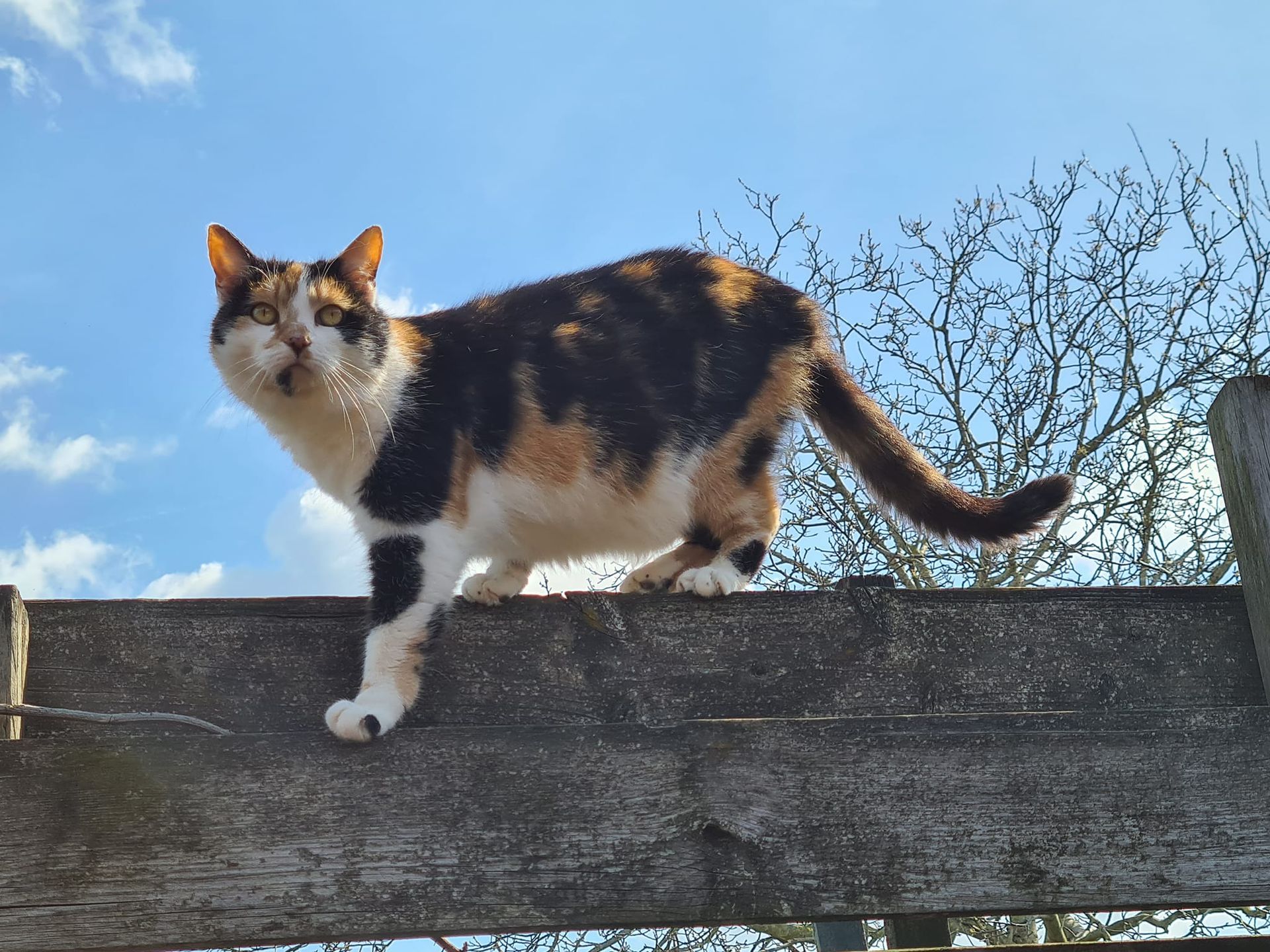 cattery one in a million - Stella