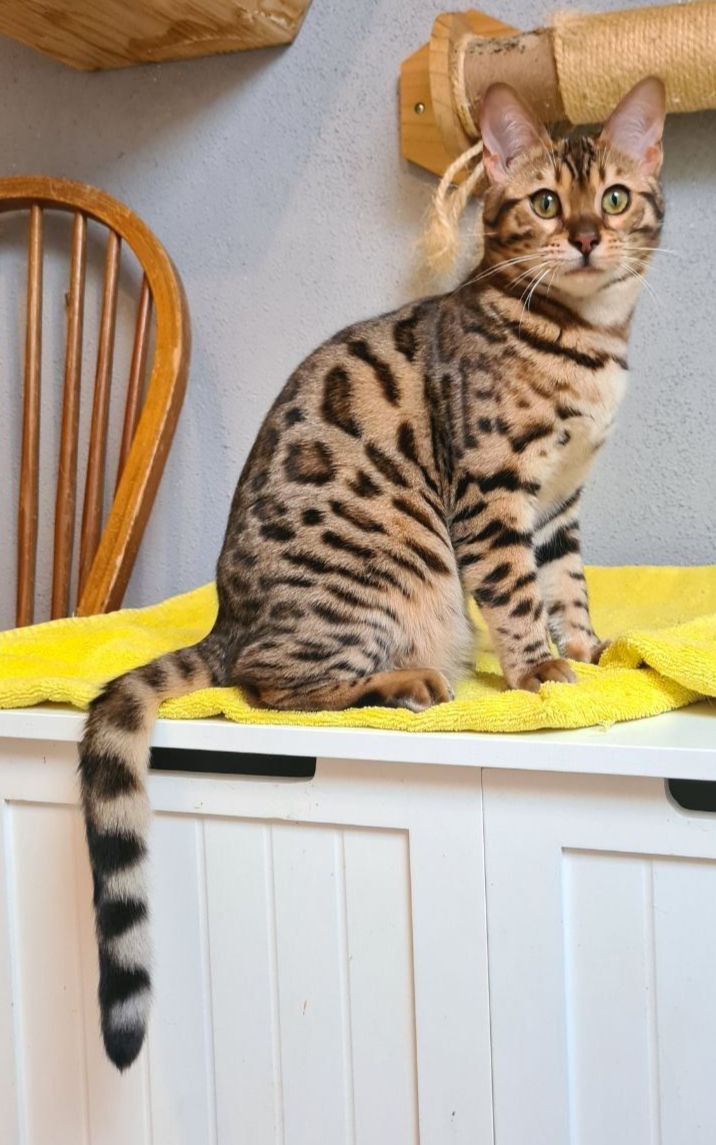 cattery one in a million - Micah
