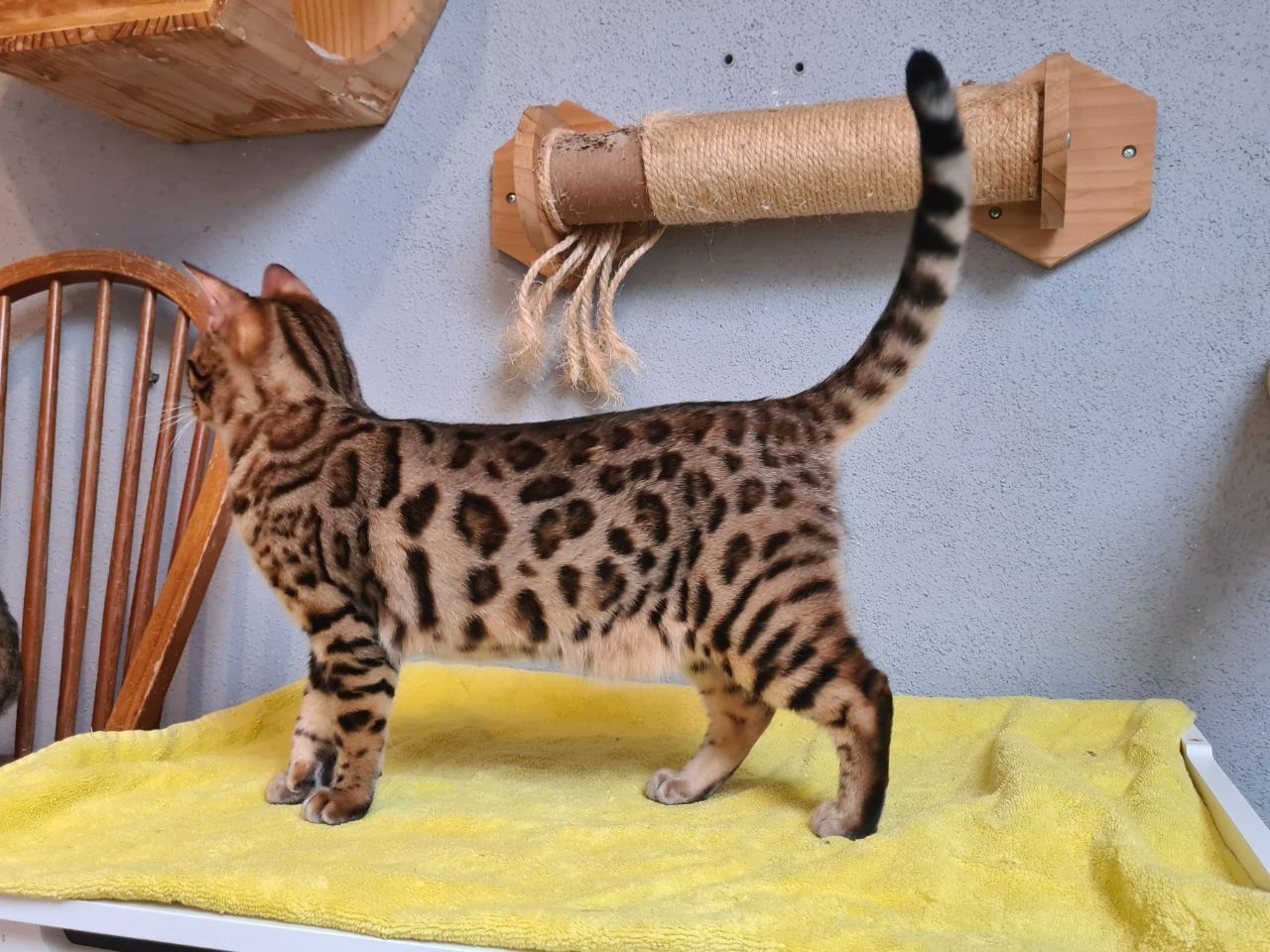 Cattery One in a Million