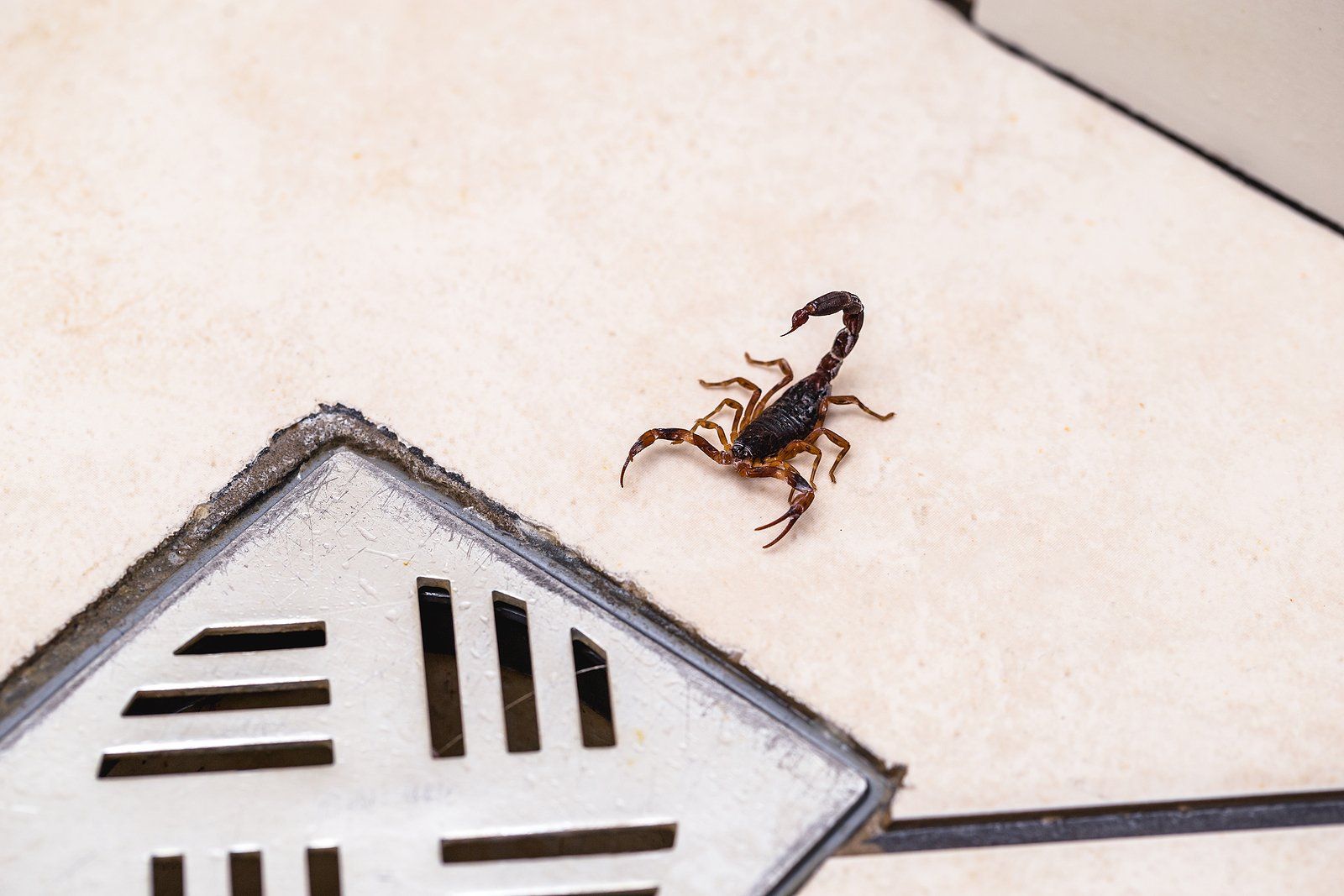 Scorpion Pest Control Near You Scorpion Pest Control Services Near You
