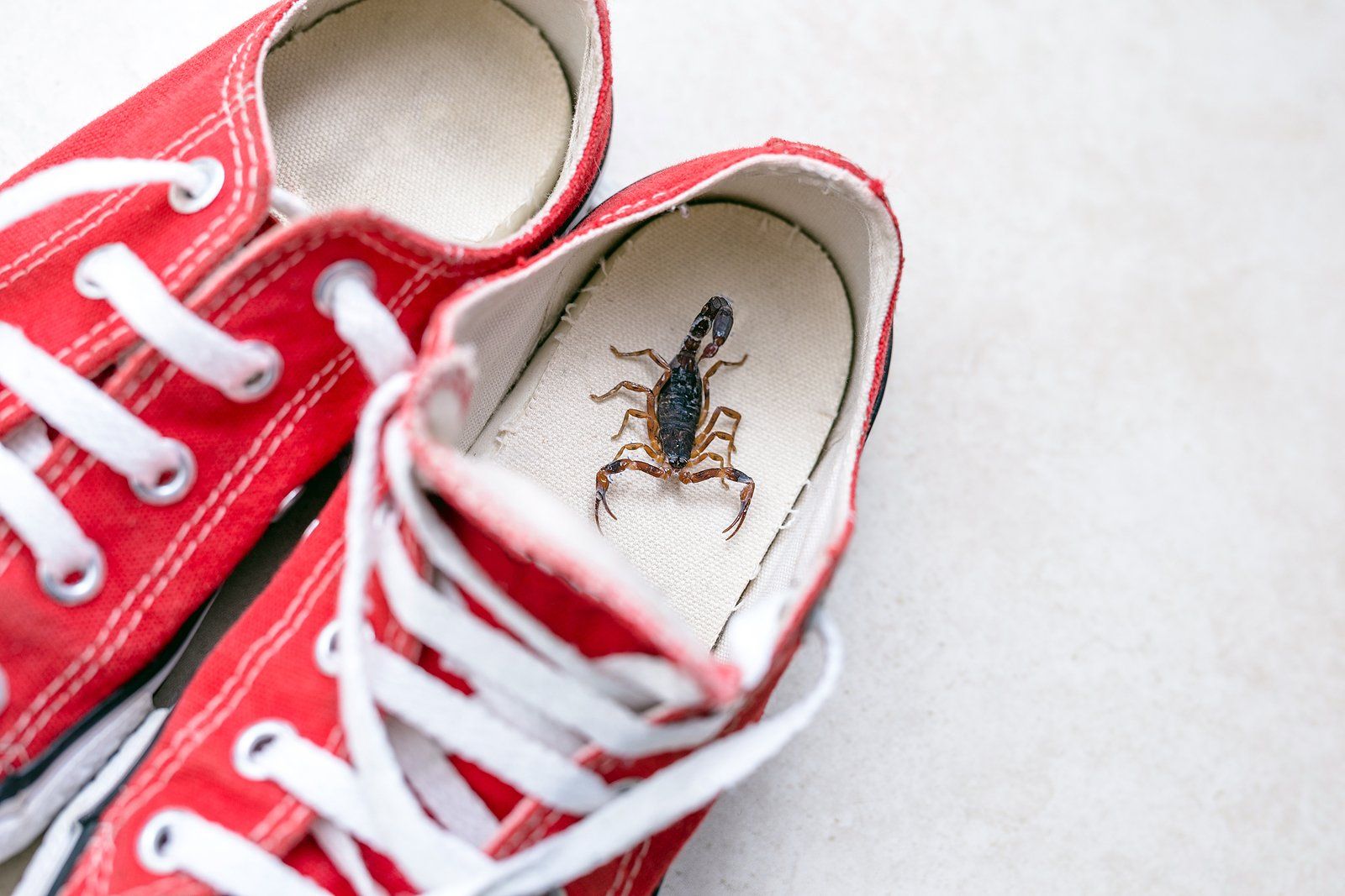 Scorpion Pest Control Services Near You