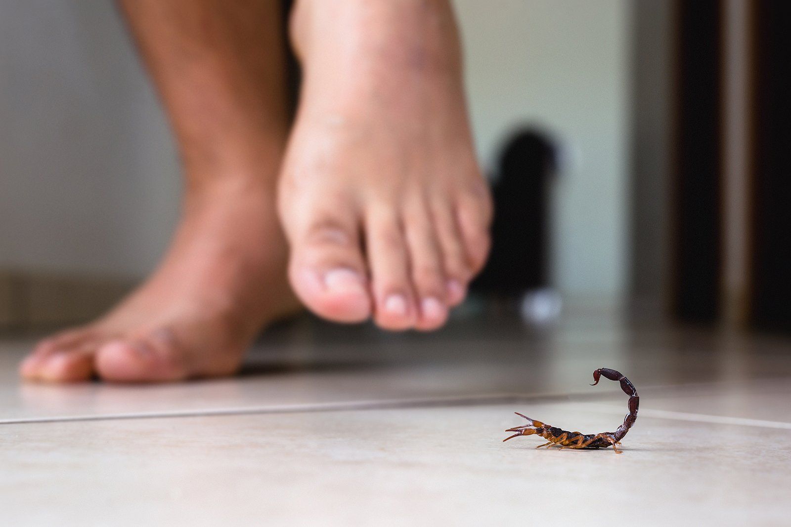 Scorpion Pest Control in Oklahoma City, OK Scorpion Pest Control in Oklahoma City, OK