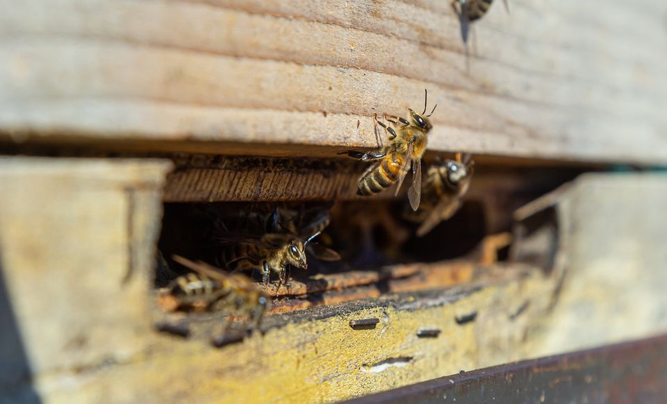 Wasp Control Services in Oklahoma City, OK