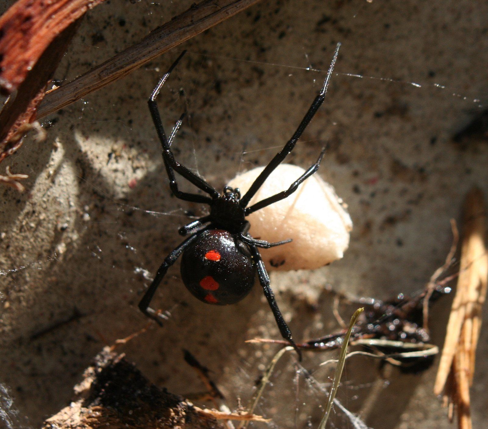 Spider Control Services Throughout Oklahoma Spider Control Services Throughout Oklahoma