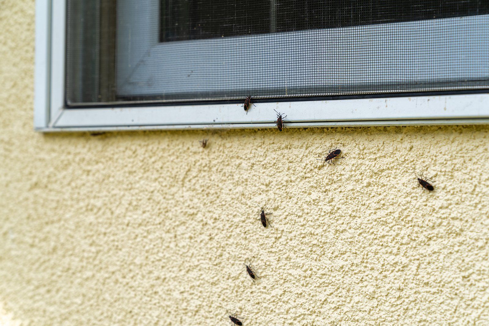 Commercial Pest Control Near You Commercial Pest Control Near You