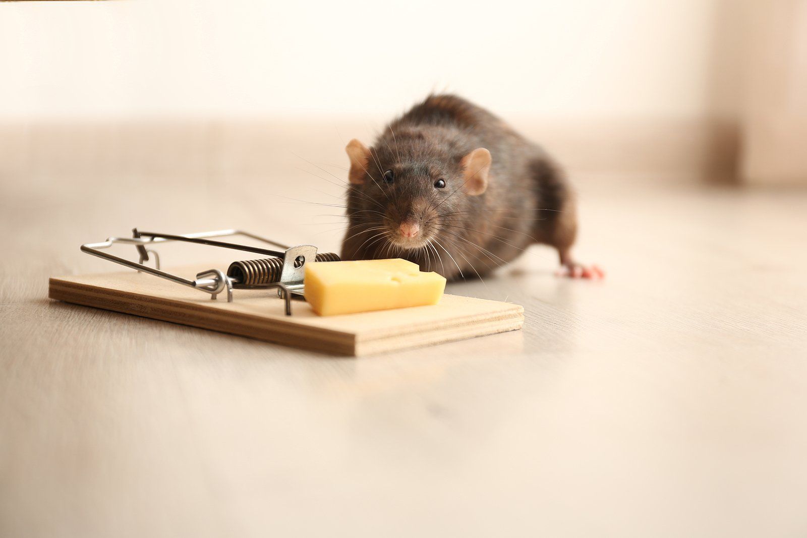 Rodent Control Services Near You Rodent Control Services Near You