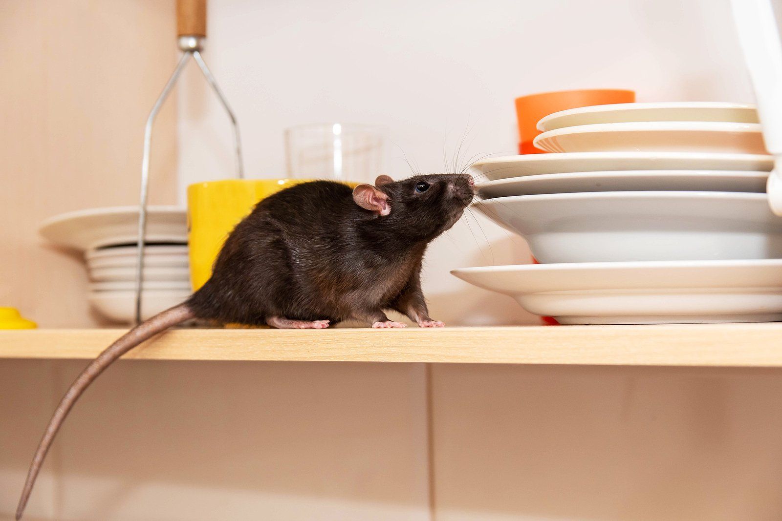 Rodent Control Services Near You Rodent Control Services Near You