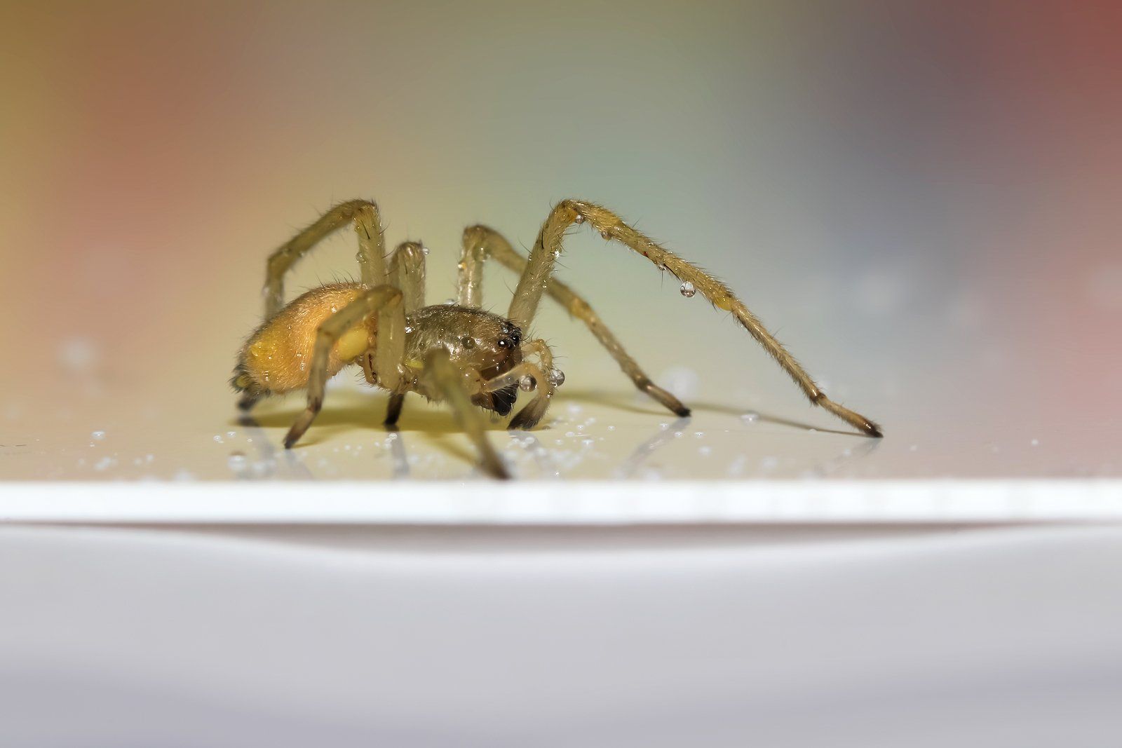 Spider Control Services Near You