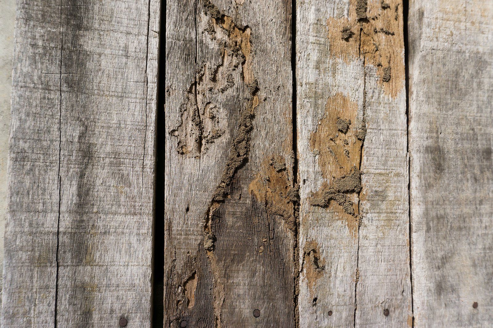 Termite Inspection Services Near You Termite Inspection Services Near You